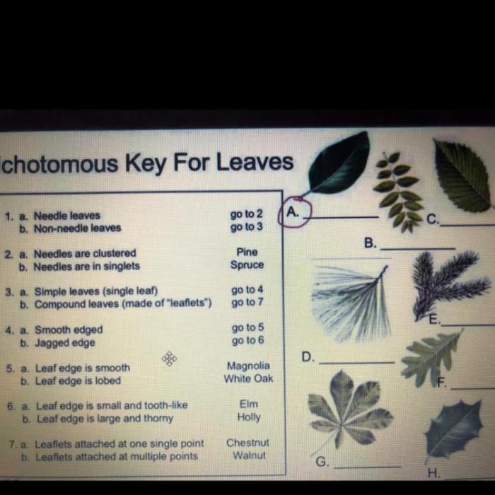 Dichotomous answers