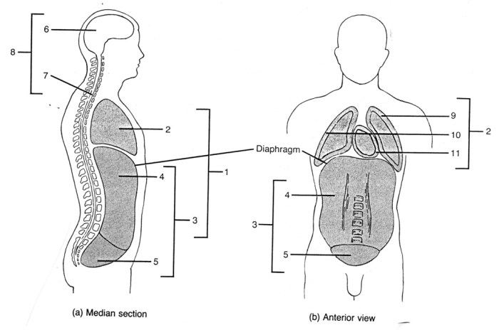 Lesson 1.1 identifying body cavities