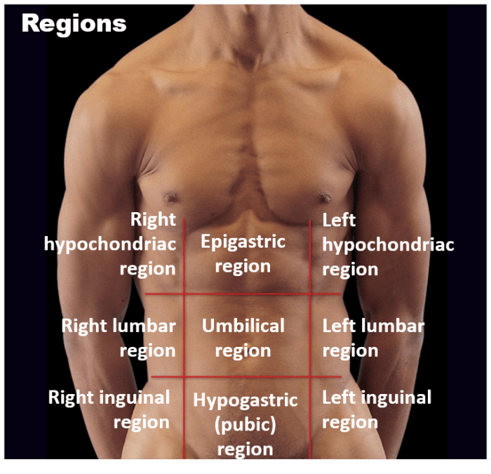 Lesson 1.1 identifying body cavities