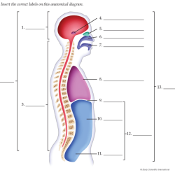 Lesson 1.1 identifying body cavities