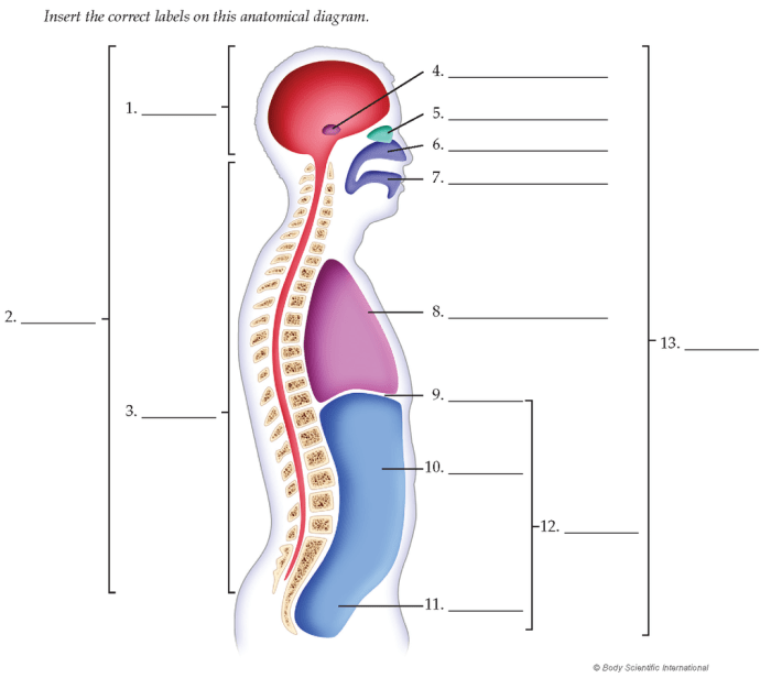 Lesson 1.1 identifying body cavities