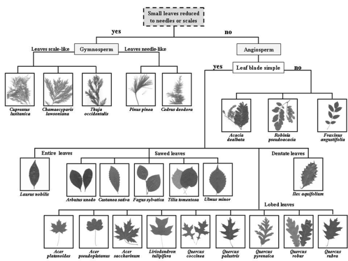 Dichotomous key for leaves answer key