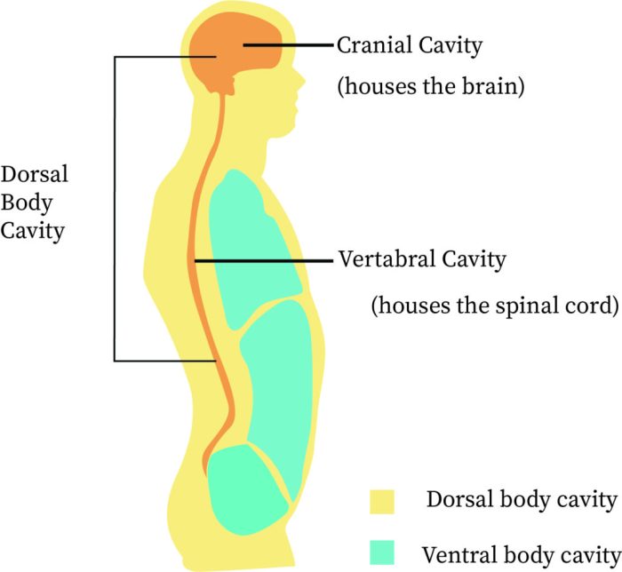 Lesson 1.1 identifying body cavities