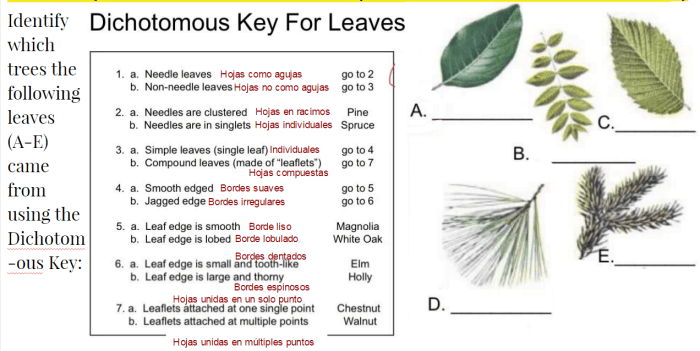 Dichotomous key for leaves answer key