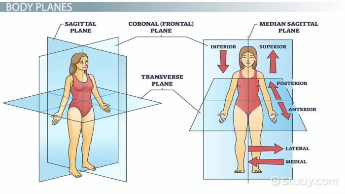 Lesson 1.1 identifying body cavities