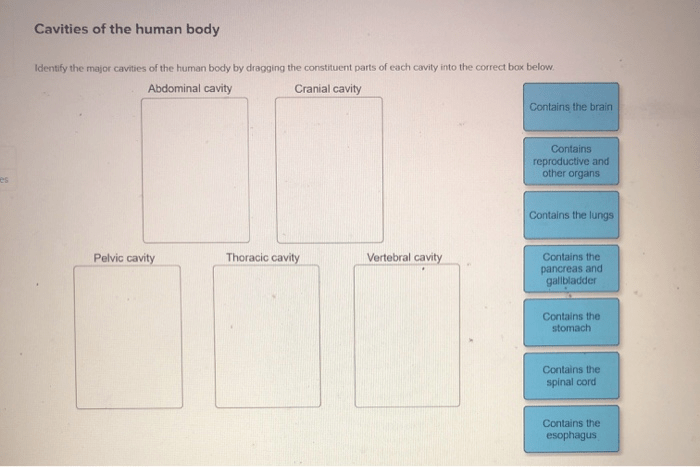 Lesson 1.1 identifying body cavities