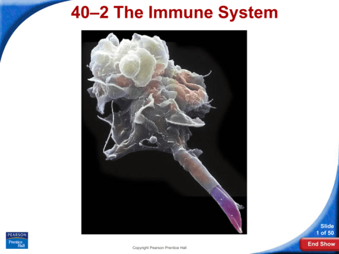 Immune system part 1 crash course a&p #45