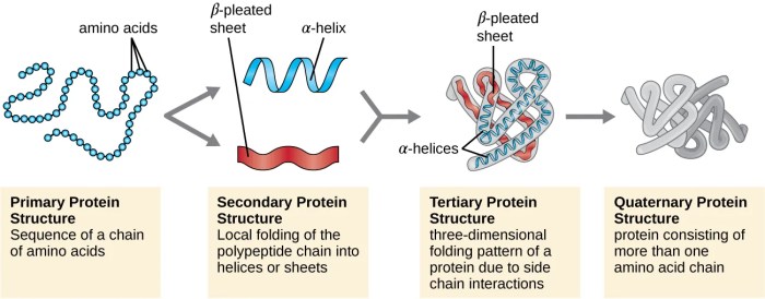 Art-labeling activity levels of protein structure answer key