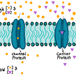 Membrane cell diffusion facilitated across transport plasma diagram protein channel carrier proteins solutes crossing substances figure contains allow anatomy place