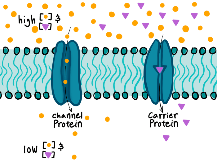 Membrane cell diffusion facilitated across transport plasma diagram protein channel carrier proteins solutes crossing substances figure contains allow anatomy place