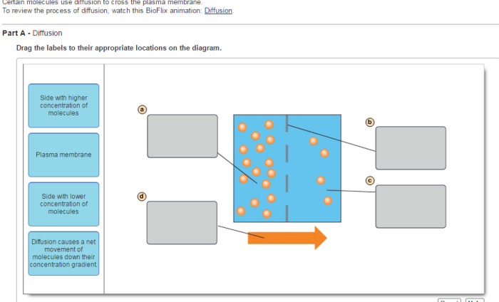 Bioflix activity membrane transport facilitated diffusion