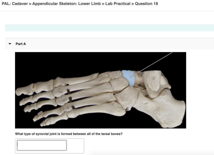 Pal cadaver appendicular skeleton joints lab practical question 2